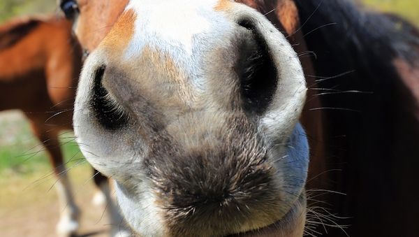 Wenn das Pferd zum Rechtsfall wird