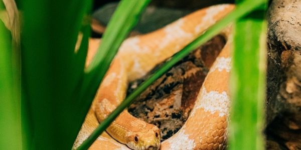 Schlangen als Haustiere: Worauf Halter achten sollten
