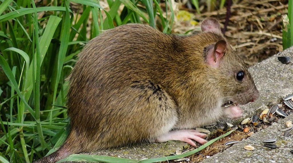 ARAG: Über die Meldepflicht bei Ratten im Garten?