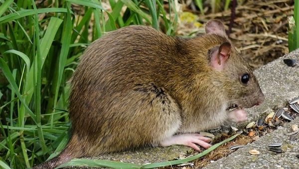 ARAG: Über die Meldepflicht bei Ratten im Garten?