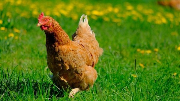 ARAG: Ist Hühnerhaltung überall erlaubt?
