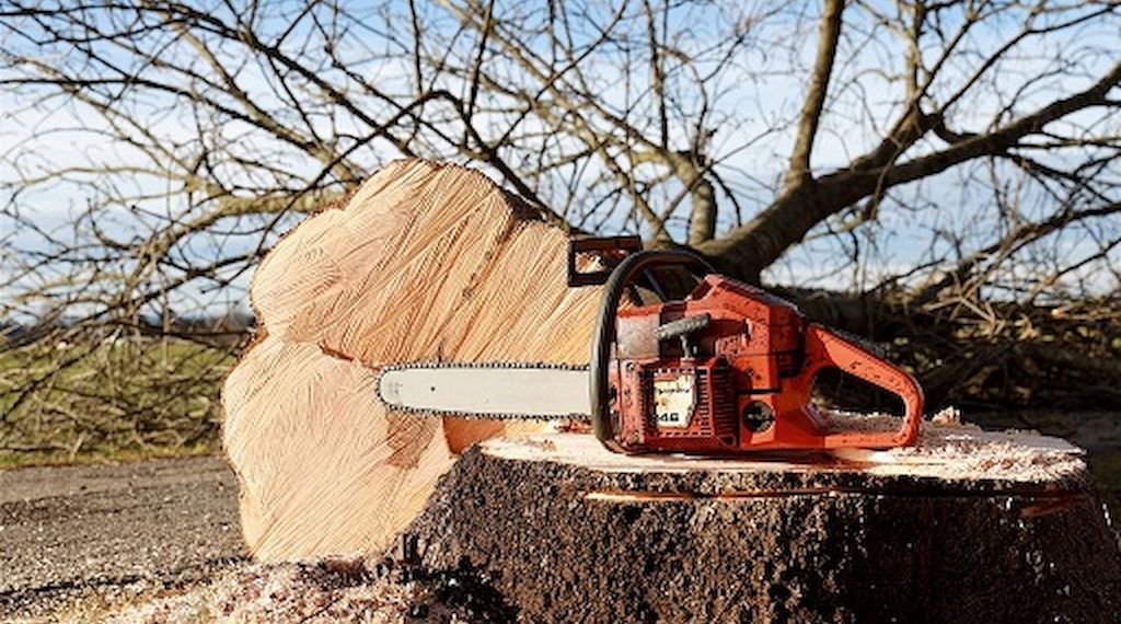 ARAG: Darf ich einen Baum in meinem Garten fällen? 