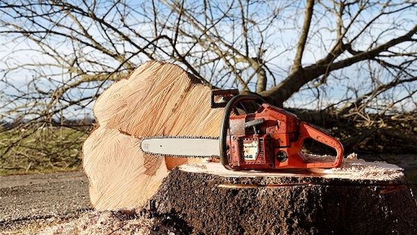 ARAG: Darf ich einen Baum in meinem Garten fällen? 