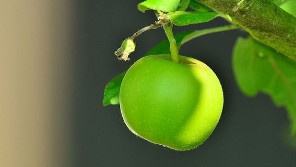 ARAG: Wann darf man Obst am Straßenrand pflücken?