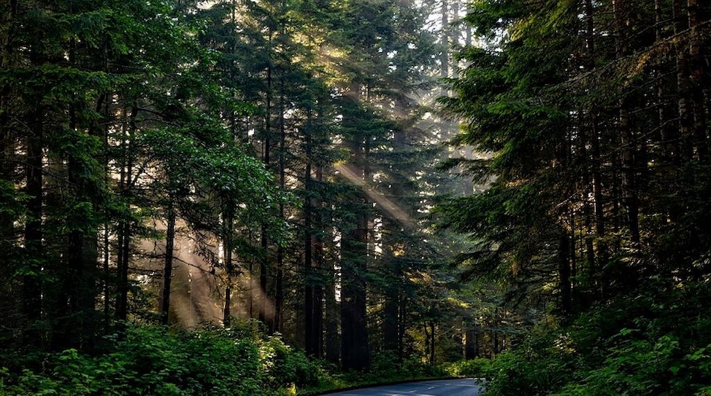 ARAG: Deutscher Wald gestresst - Was darf man eigentlich im Wald?