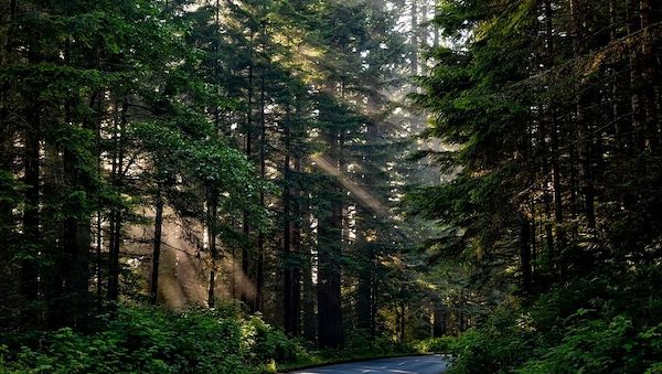 ARAG: Deutscher Wald gestresst - Was darf man eigentlich im Wald?