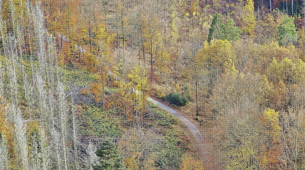 Forstkammer fordert mehr Engagement gegen Waldbrände