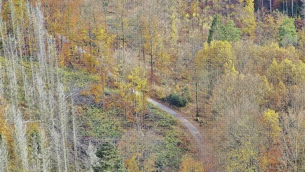 Forstkammer fordert mehr Engagement gegen Waldbrände