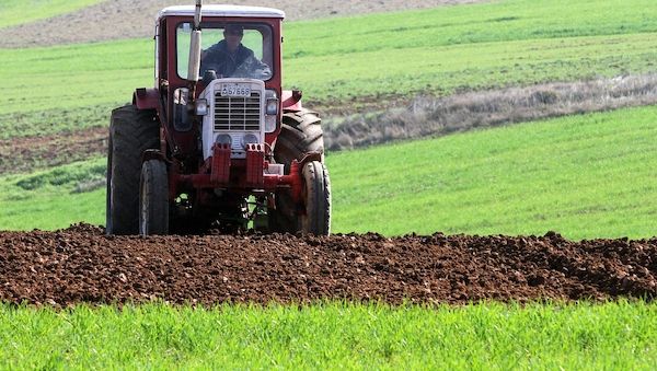 Sojabohnen-Anbaufläche in Deutschland seit 2016 mehr als verdoppelt