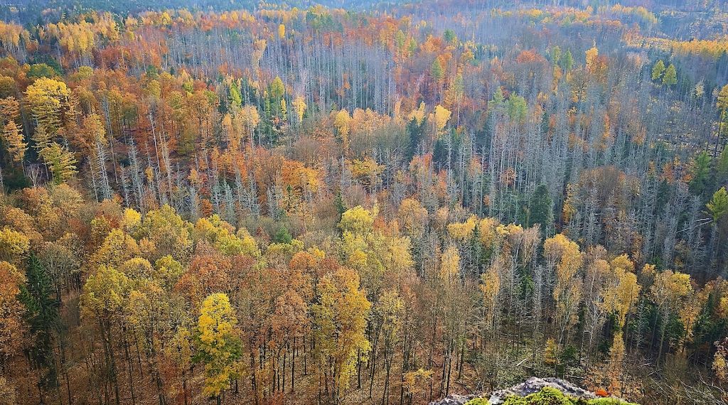 Mann bei Unwetter in Sächsischer Schweiz von Baum erschlagen