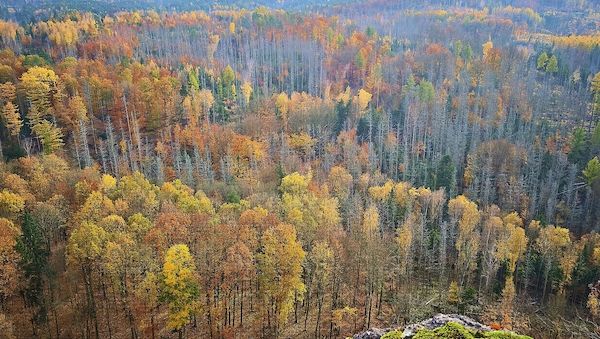 Mann bei Unwetter in Sächsischer Schweiz von Baum erschlagen
