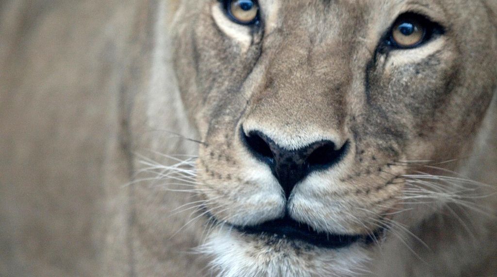 Zwölf Löwenjunge im Dortmunder Zoo geboren