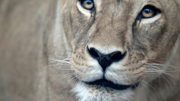 Zwölf Löwenjunge im Dortmunder Zoo geboren