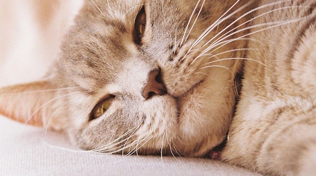 ARAG: Warum die Haltung jeder Katzenart nicht erlaubt ist