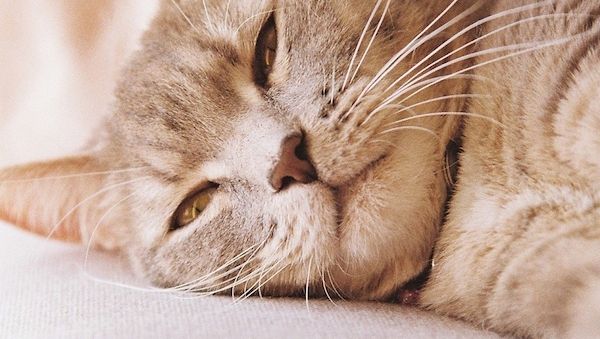 ARAG: Warum die Haltung jeder Katzenart nicht erlaubt ist