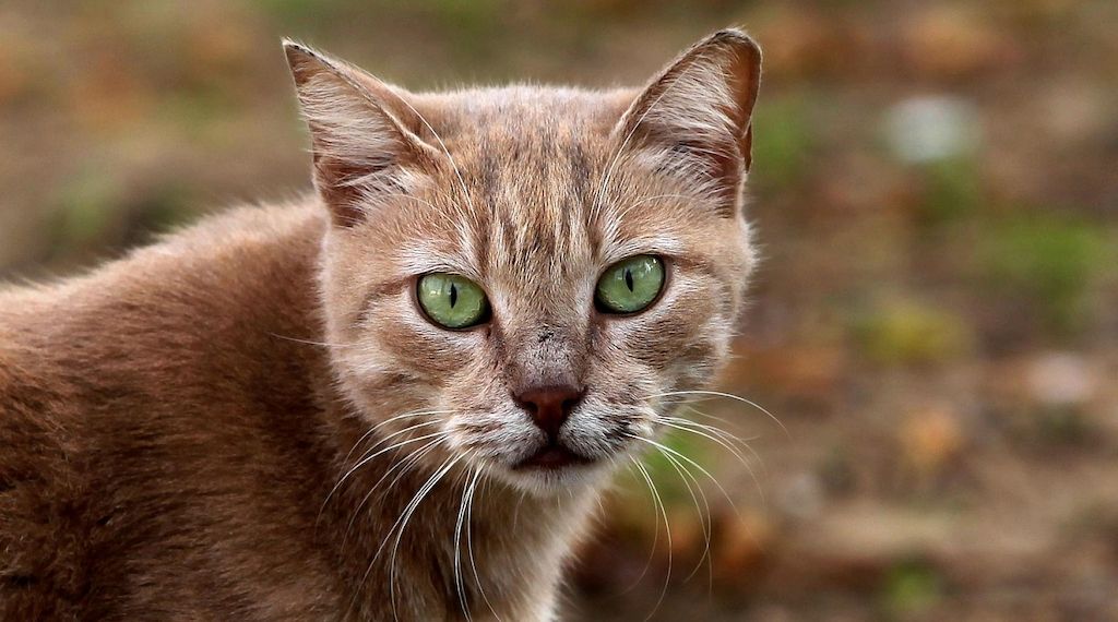 Katzenfutter-Produktion in NRW seit 2005 mehr als verdreifacht