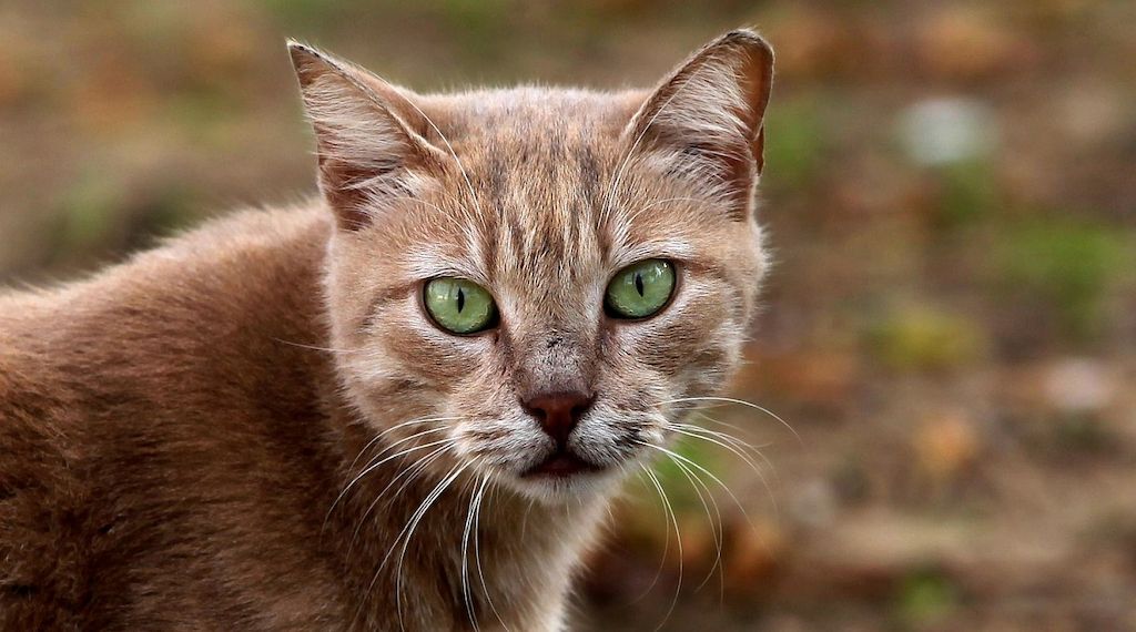 Tierärzte fordern bundesweite Kastrationspflicht für Katzen