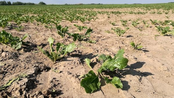 Bauernverband: Trockenheit führt zu erheblichen Ertragseinbußen