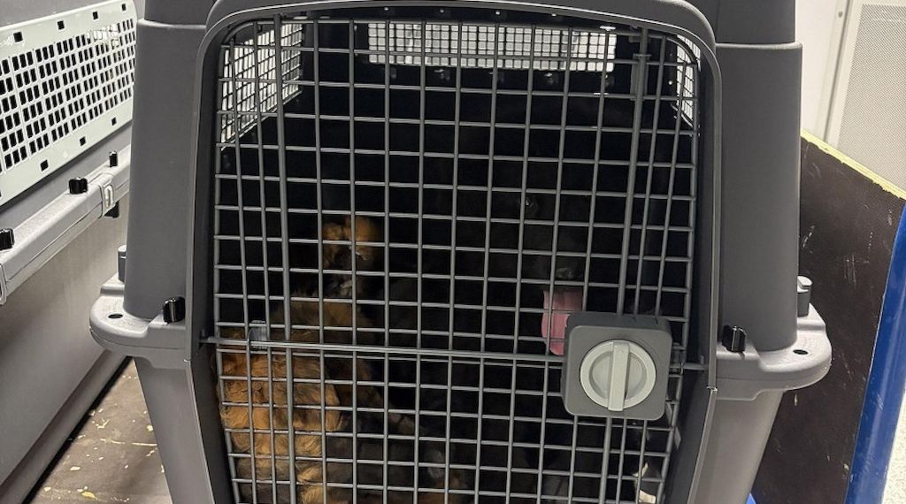Düsseldorfer Zoll stoppt illegalen Hundetransport nach Kairo