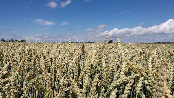 Raiffeisenverband: Hitze verursacht deutlichen Ernteverlust