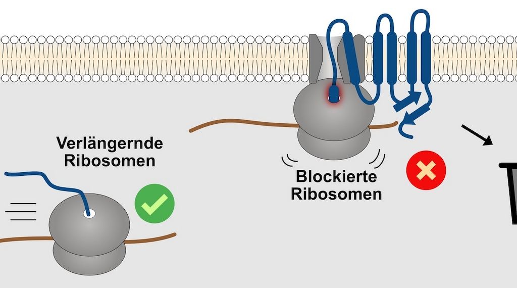 Die Qualitätskontrolle von Transmembranproteinen beginnt am Ribosom 