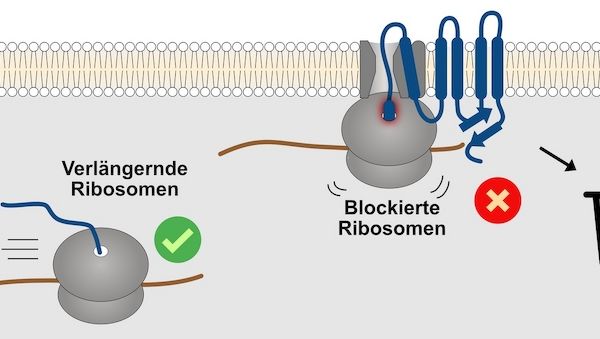 Die Qualitätskontrolle von Transmembranproteinen beginnt am Ribosom 