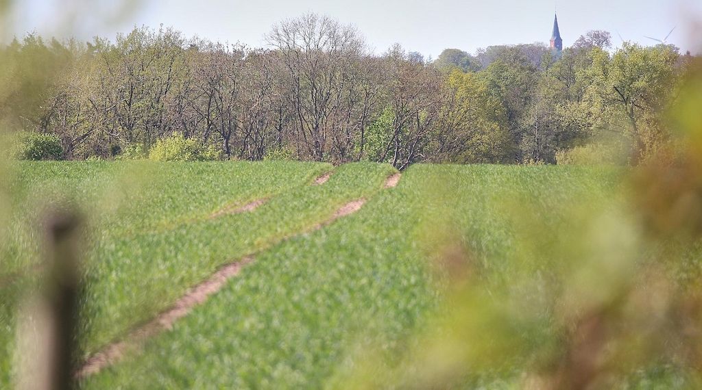 Neue Agroforstsysteme in Brandenburg fördern nachhaltige Landwirtschaft