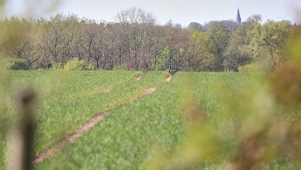 Neue Agroforstsysteme in Brandenburg fördern nachhaltige Landwirtschaft