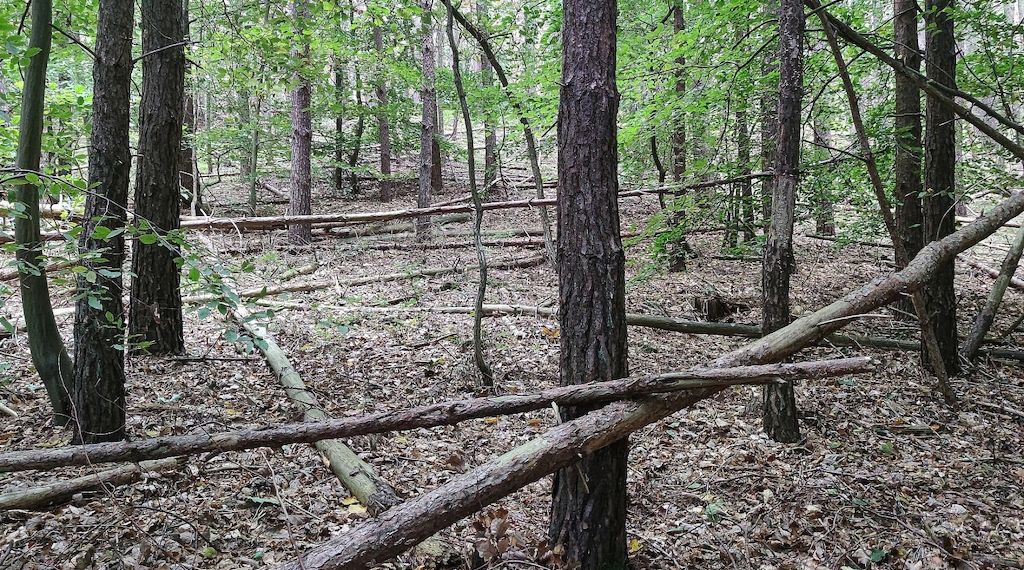 Waldbesitzer warnen vor zu viel Totholz