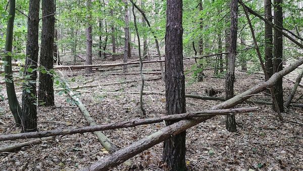 Waldbesitzer warnen vor zu viel Totholz
