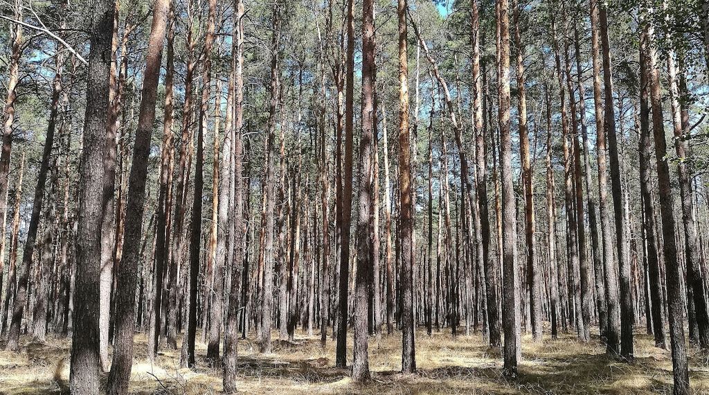 Städte- und Gemeindebund fordert mehr Geld für Waldbrandschutz