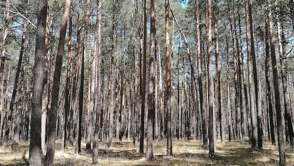 Städte- und Gemeindebund fordert mehr Geld für Waldbrandschutz