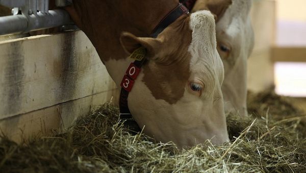 Trockenheit lässt Schlachtzahlen von Milchkühen steigen