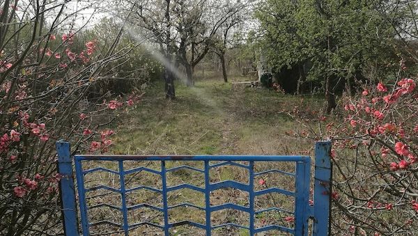 Klimaschutz: Kleingärtnerverband will Förderung vom Bund