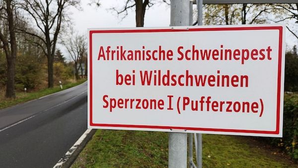 Angespannte wirtschaftliche Lage der Schweinehalter in Brandenburg