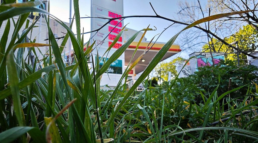 Frei fordert Mehrwertsteuersenkung auf Sprit zum 1. Oktober
