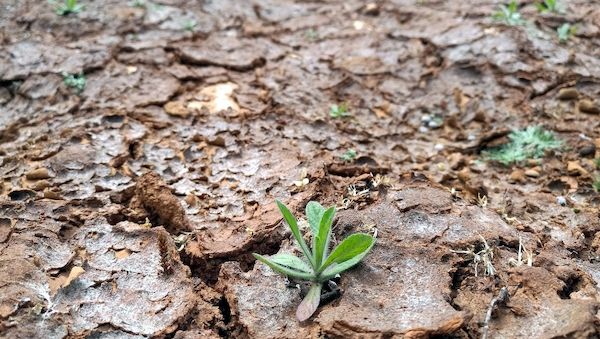 Von der Leyen will an EU-Klimazielen festhalten