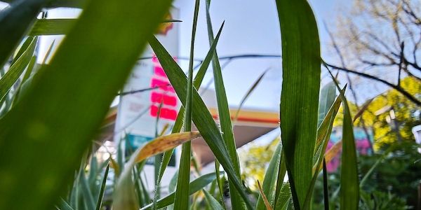 Ökonomen und Verbände uneins über Tankrabatt