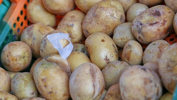 Kartoffelernte fällt dieses Jahr schwächer aus