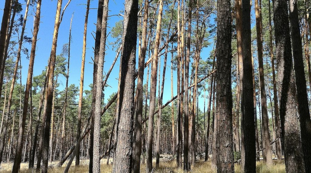 Neue Förderrichtlinie unterstützt Waldbesitzende in Brandenburg