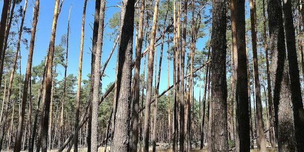 Neue Förderrichtlinie unterstützt Waldbesitzende in Brandenburg