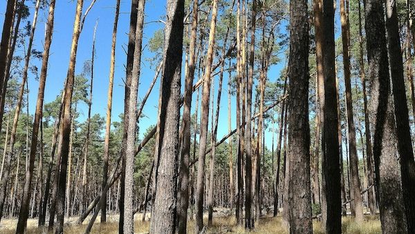 Neue Förderrichtlinie unterstützt Waldbesitzende in Brandenburg