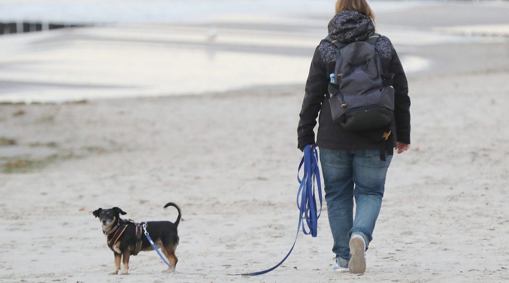 Einnahmen aus Hundesteuer stagnieren auf hohem Niveau
