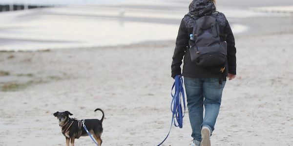 Einnahmen aus Hundesteuer stagnieren auf hohem Niveau