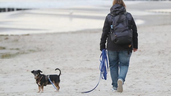 Einnahmen aus Hundesteuer stagnieren auf hohem Niveau