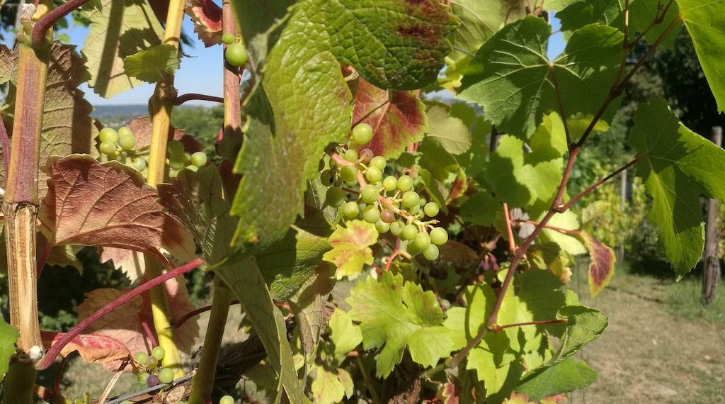 Unterdurchschnittliche Weinernte erwartet