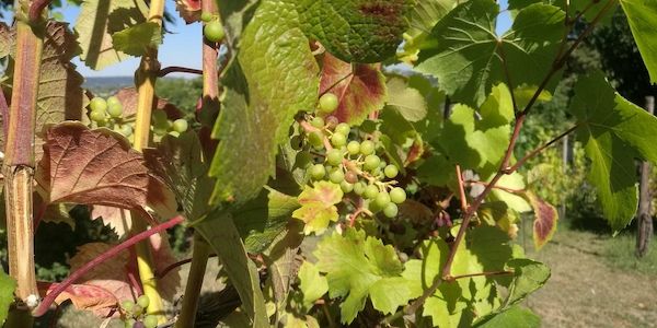Unterdurchschnittliche Weinernte erwartet