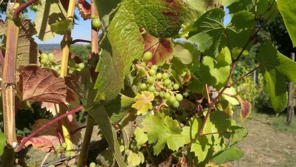 Unterdurchschnittliche Weinernte erwartet