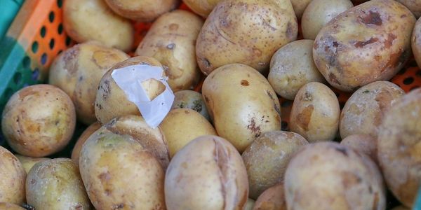 Landwirtschaftliche Erzeugerpreise steigen stark