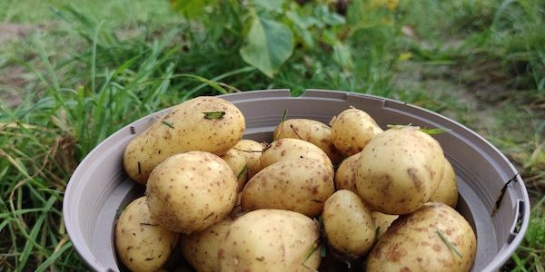 Niedrigere Ernte und deutliche Preissteigerungen bei Kartoffeln
